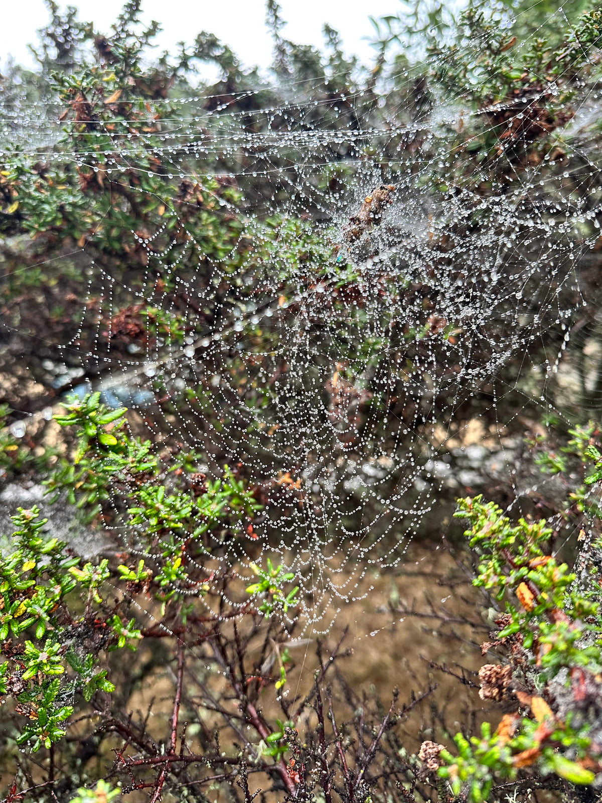 An Herbalist's Guide to Fall