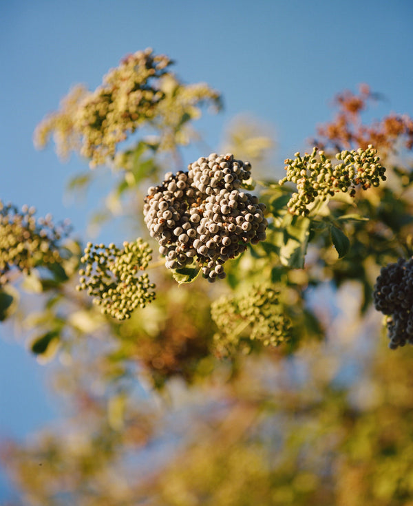 How To Make Simple Elderberry Syrup In Your Kitchen