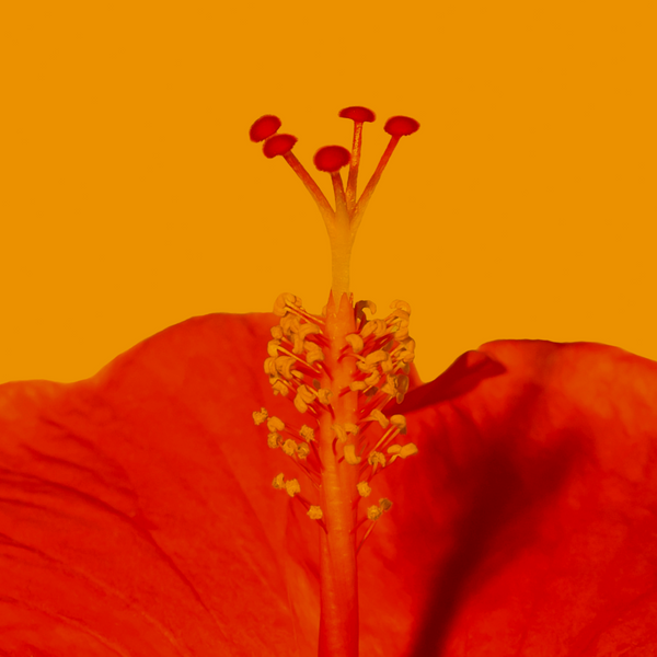 7 Juicy Herbs for Summertime Hydration