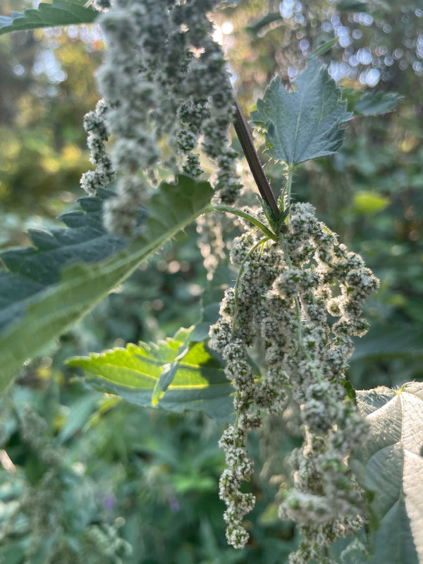 Weeds for Wellness: Nourish Yourself with a DIY Herbal Infusion!