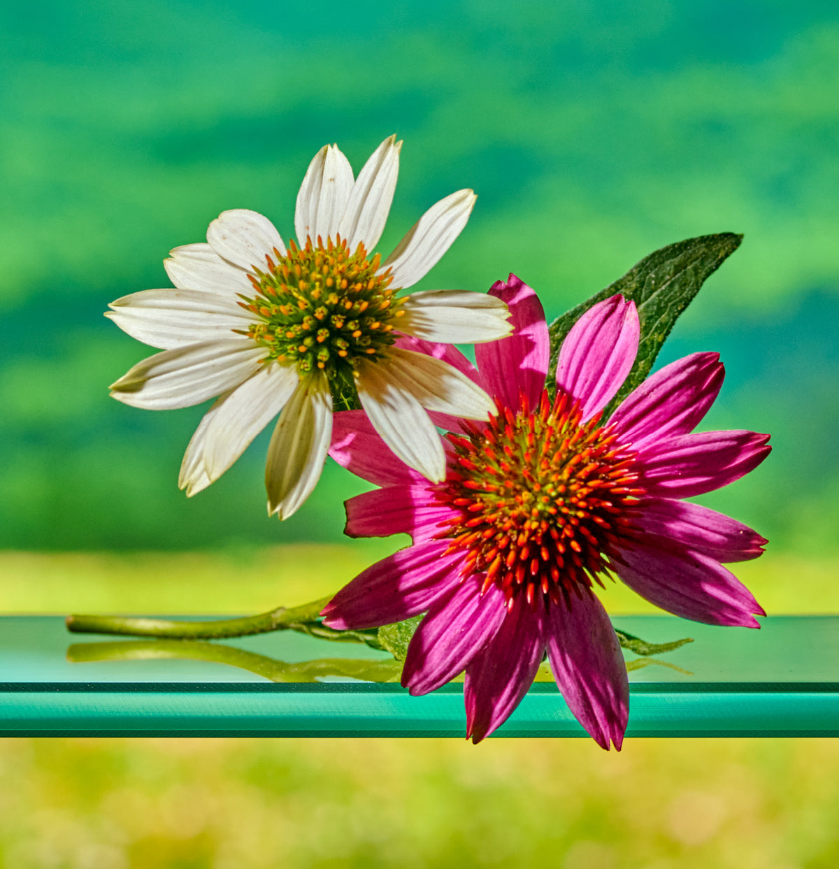 Demystifying Prop 65