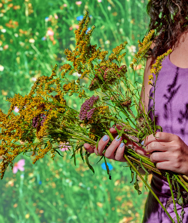 The Best Herbal Books for Beginners