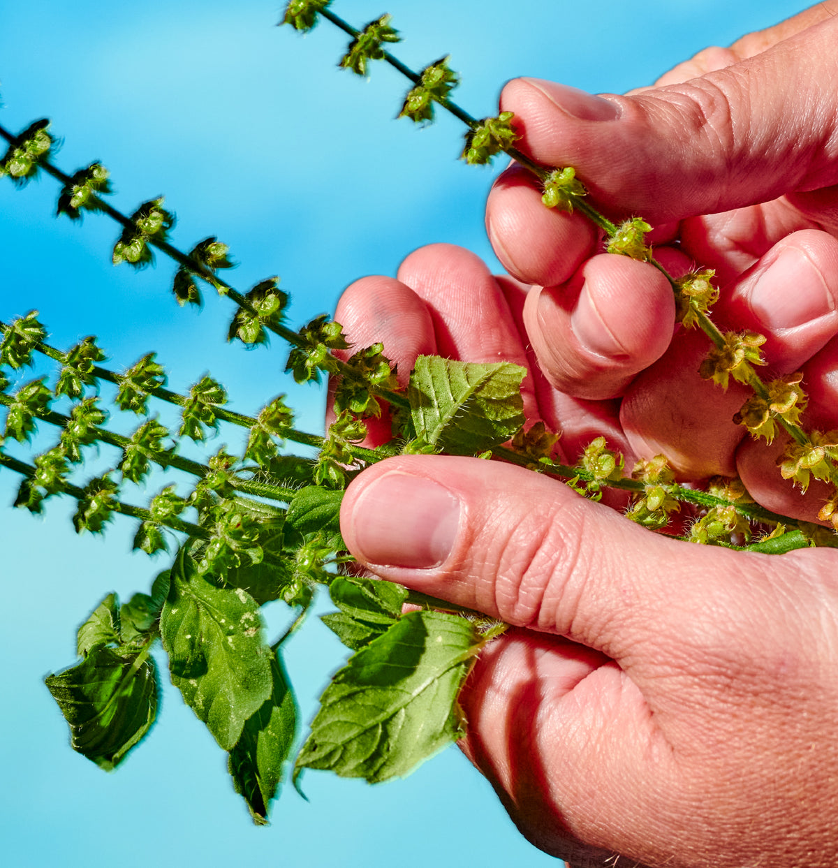 How 3 of Our Favorite Tastemakers Do Herbalism