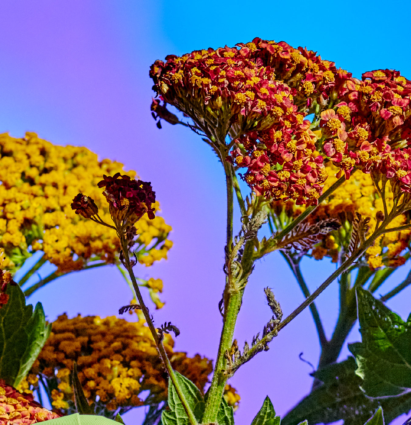herbalism-for-a-reason-season-and-lifetime