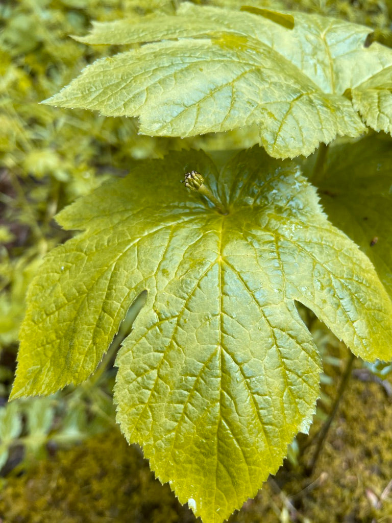Our 1% For The Planet Pledge: United Plant Savers