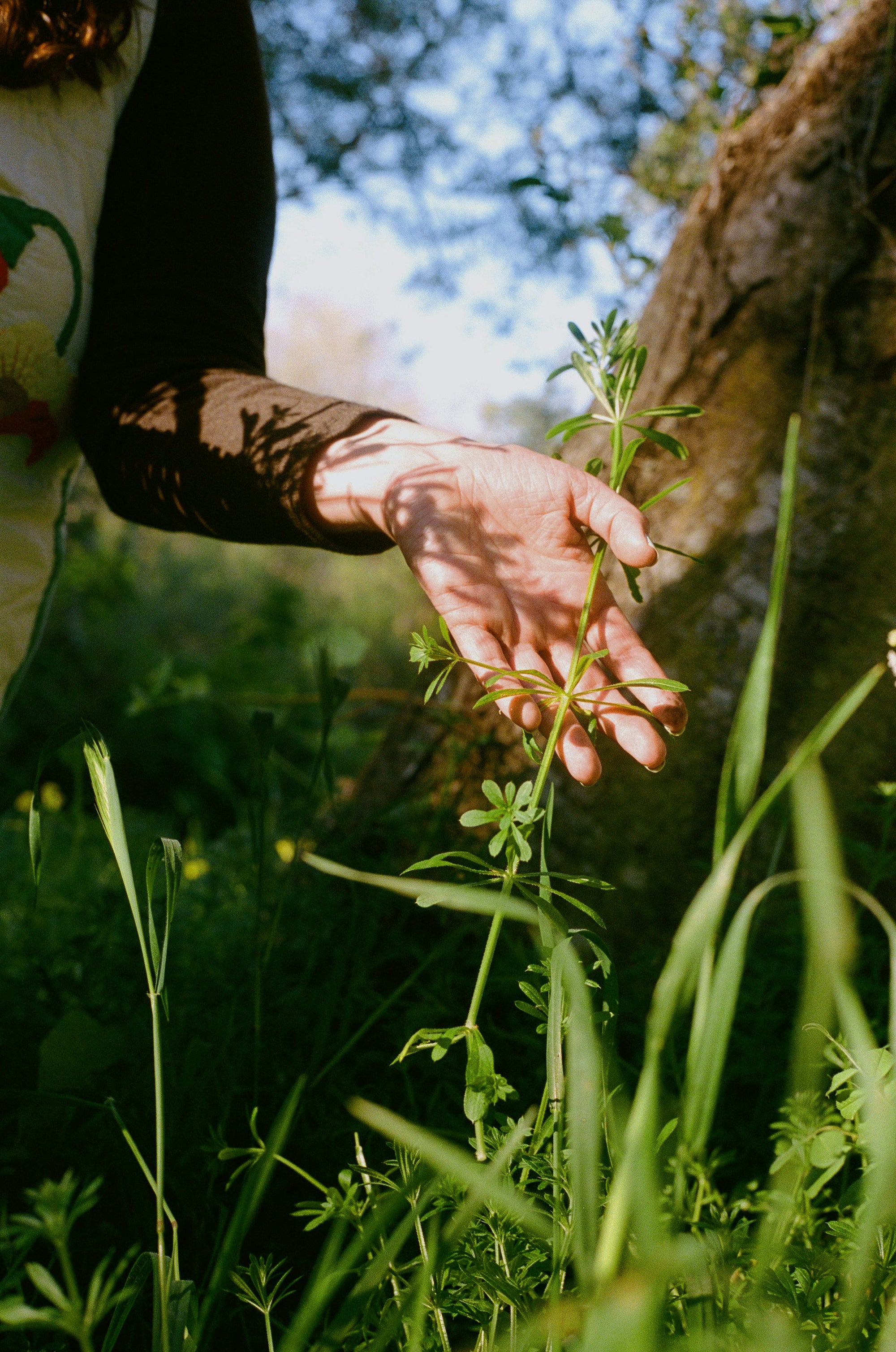 All Herbal Wellness Blends | Wooden Spoon Herbs