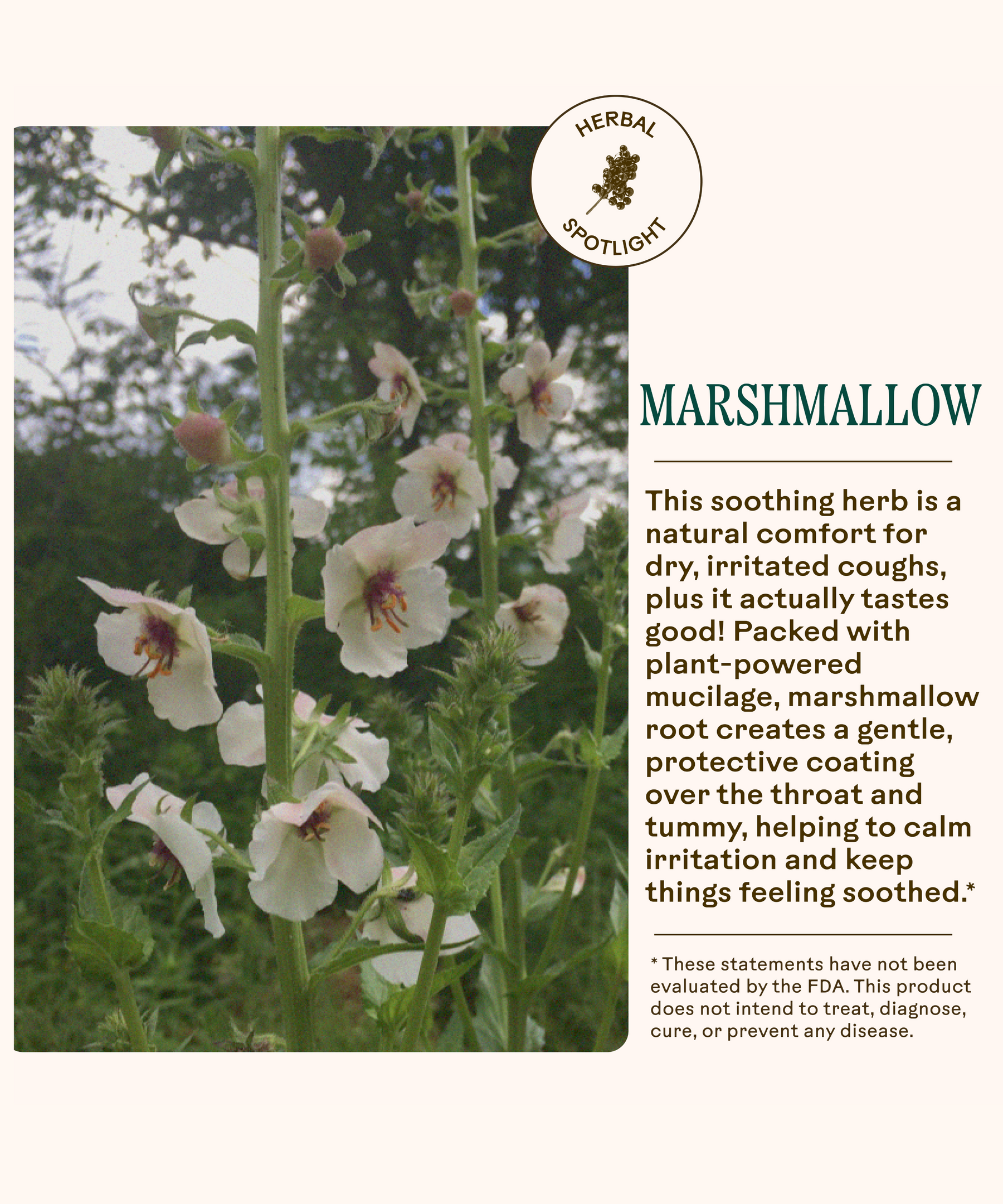 Elderberry Lung Support