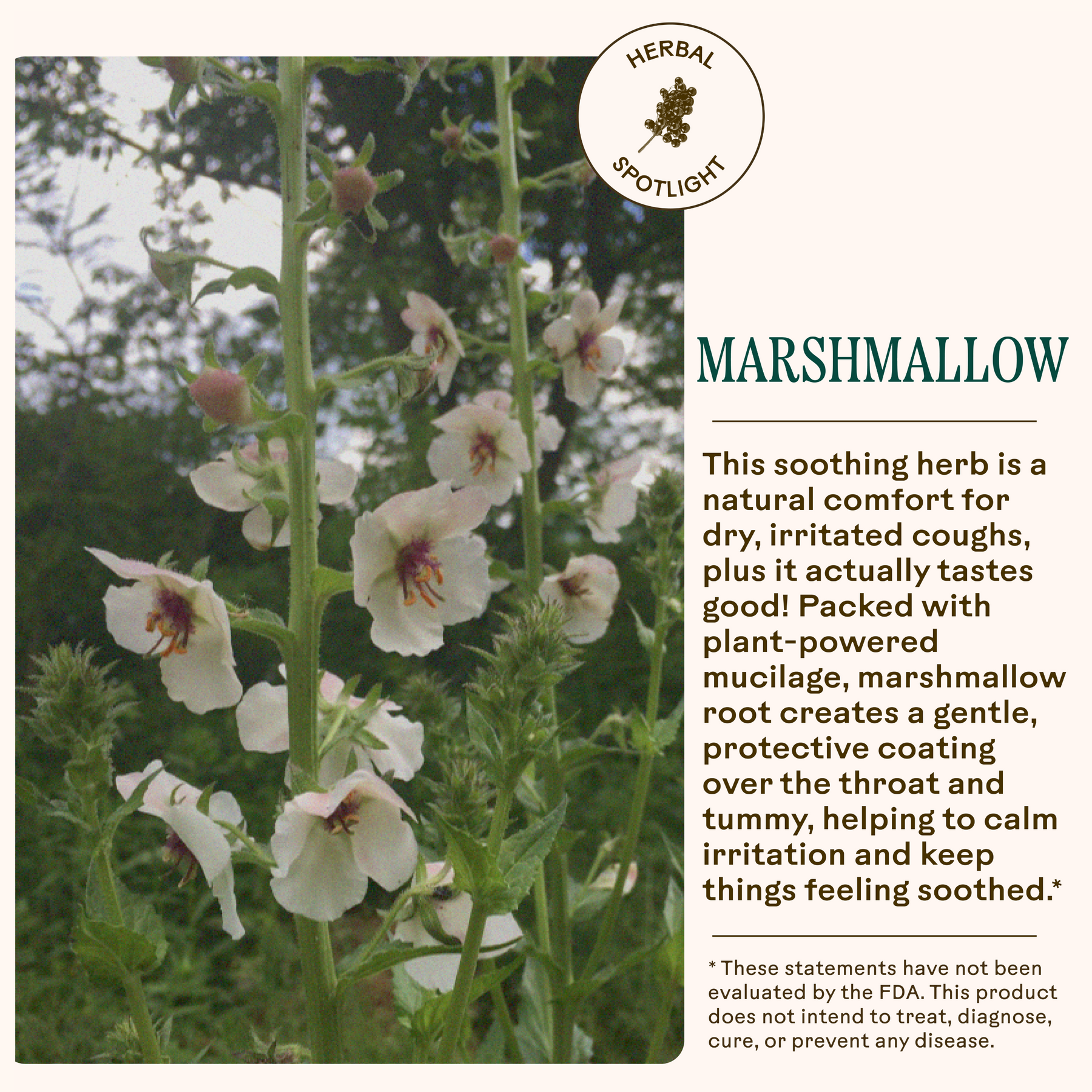 Marshmallow plant with text about its uses and benefits