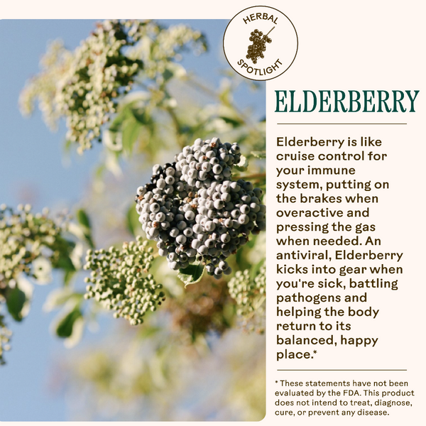 Elderberry plant with text about its immune system benefits on a white background