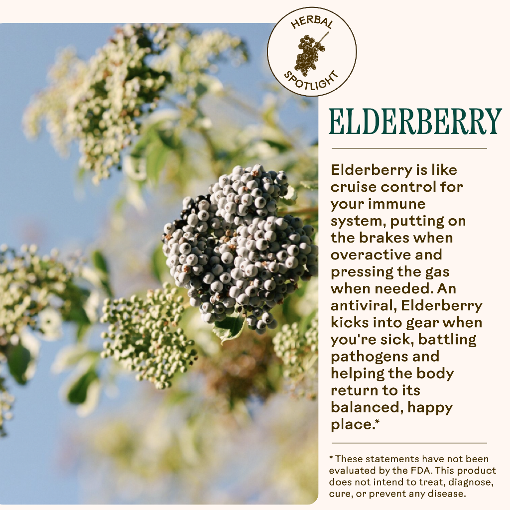 Elderberry plant with text about its immune system benefits on a white background
