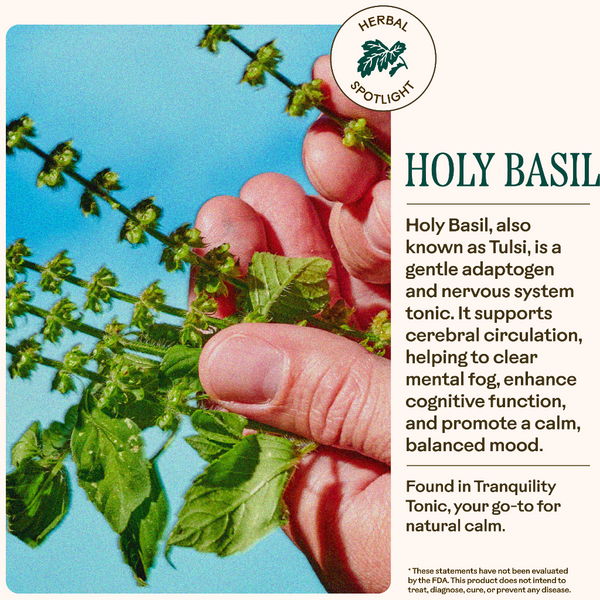 Hand holding holy basil leaves with product description on a white background