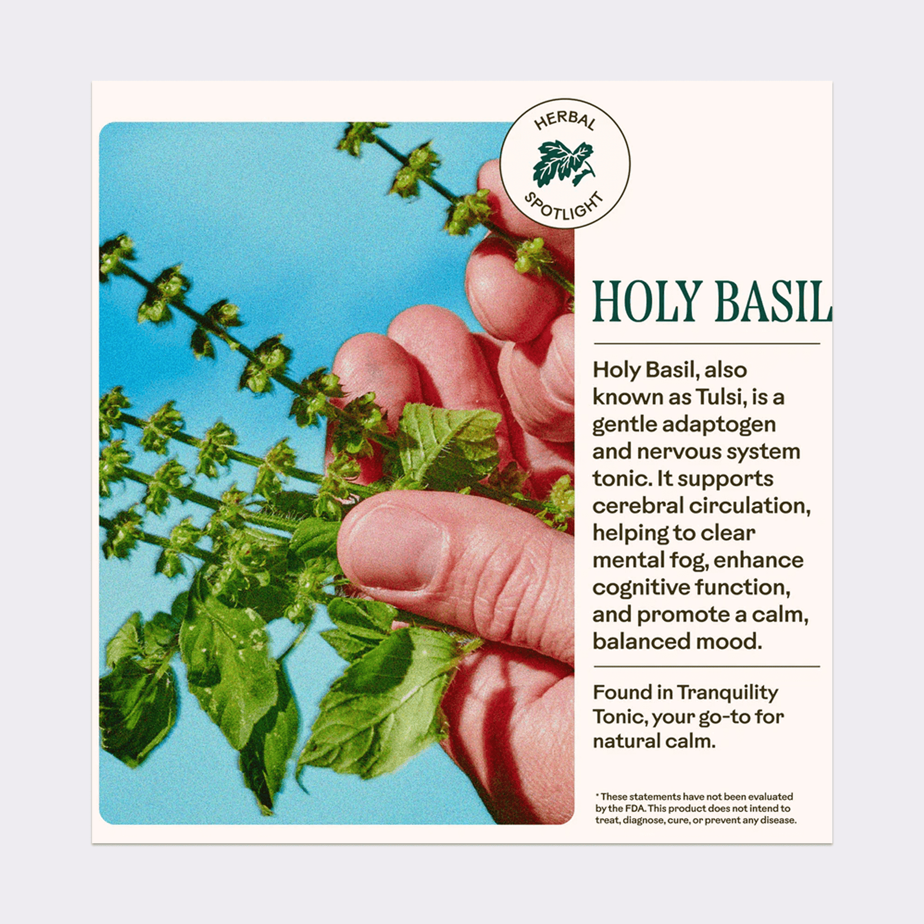 Hand holding holy basil leaves 