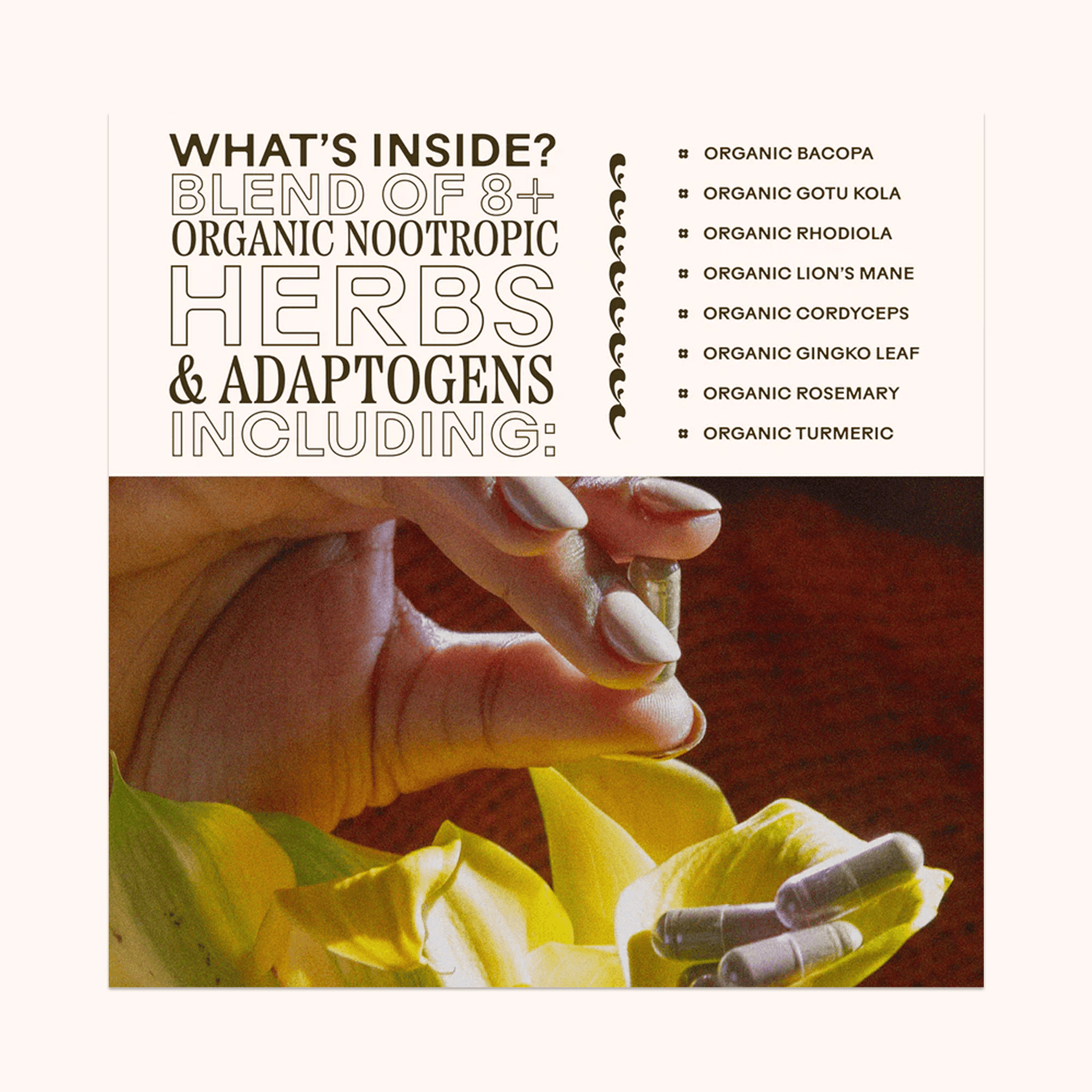 organic nootropic herbs and adaptogens on a white background