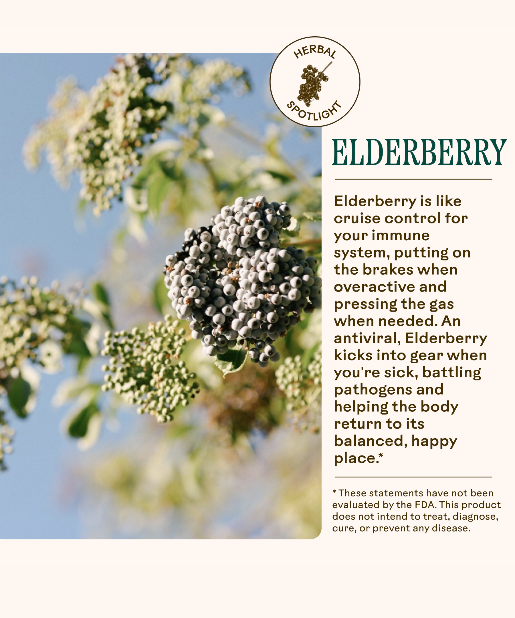 Lemon-Ginger Immune Toddy